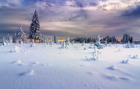 Картинка зима, снег, ёлки, Урал, пушистые ели