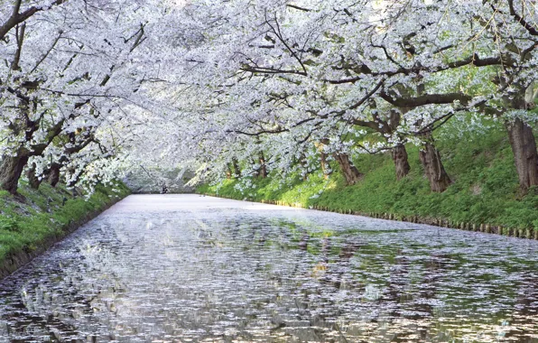 Картинка вишня, река, дерево, Япония, сакура, цветёт
