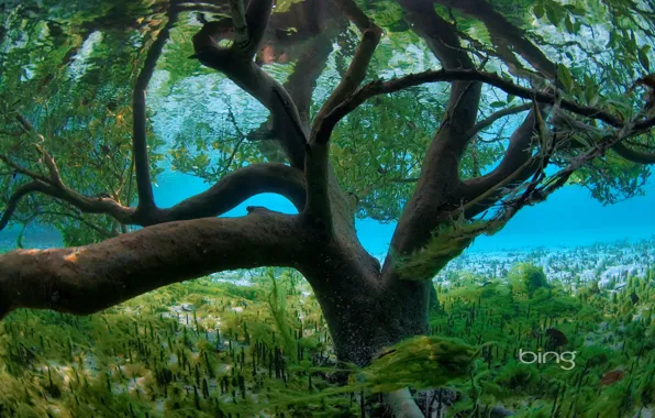 Картинка море, листья, вода, водоросли, дерево, дно, наводнение, потоп