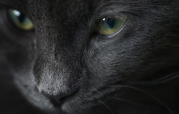 Кошка, кот, взгляд, серый, портрет