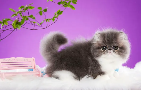 Кошка, взгляд, листья, скамейка, ветки, поза, котенок, серый