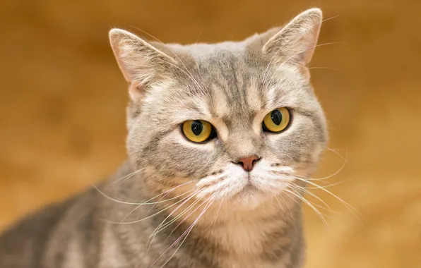 Кошка, кот, усы, взгляд, поза, серый, портрет, серьезный