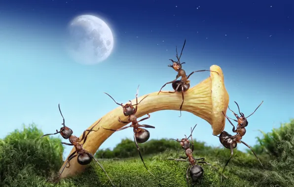 Картинка макро, ночь, насекомые, луна, гриб, ситуация, муравьи, обои от lolita777