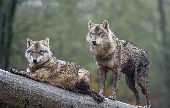 Картинка nature, face, animal, wolf, wildlife, head, fur, mammal