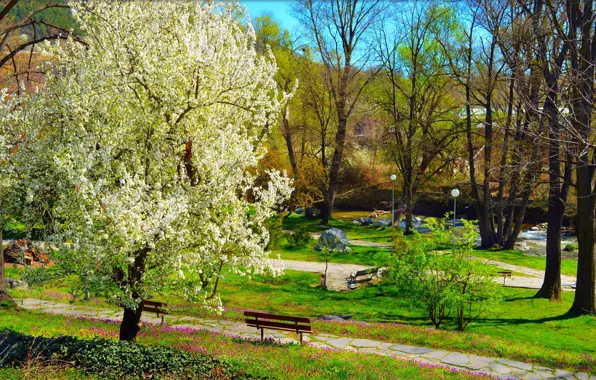 Park, Цветение, Парк, Spring, Nature, Скамейка, Flowering, Природа