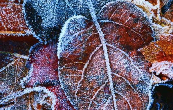 Картинка зима, иней, листья, фон, лёд, мороз