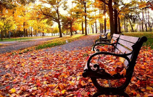 Картинка осень, листья, деревья, парк, птица, скамья