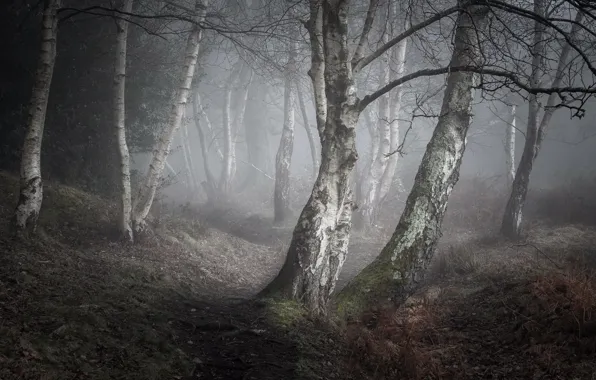 Картинка природа, туман, берёзы