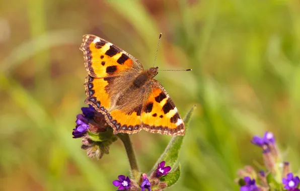 Flower, insect, butterffy