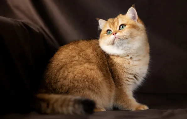 Кошка, взгляд, фон, зелёные глаза, Юлия Зубкова, Британская золотая шиншилла