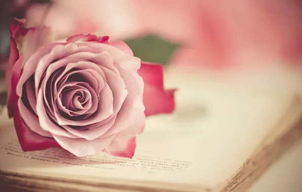 Картинка роза, бутон, книга, винтаж