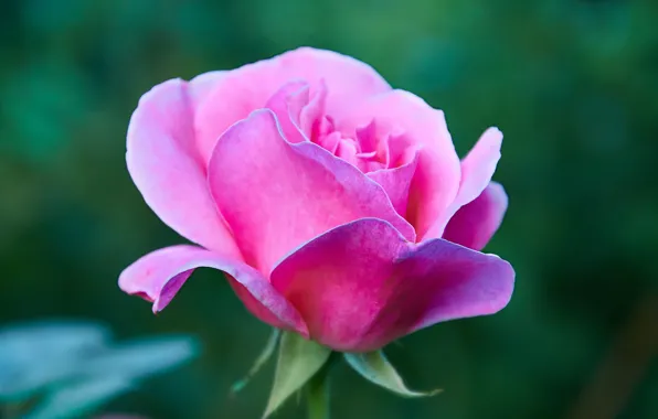 Цветок, природа, роза, rose, flower, nature