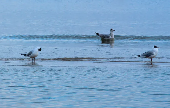 Sea, ocean, bird, water, wave, seagull