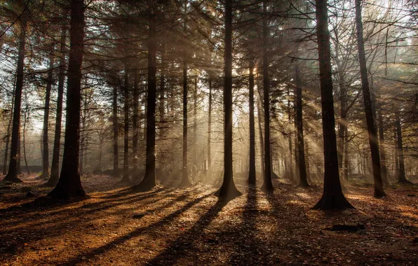 Лес, природа, утро