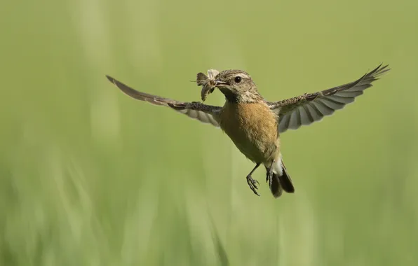 Природа, птица, полёт