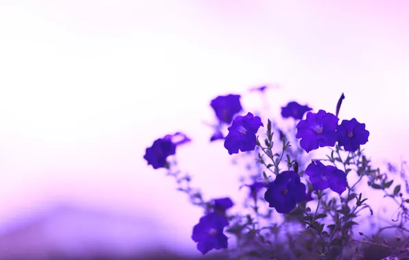Цветы, стебли, цвет, размытость, фиолетовые, синие