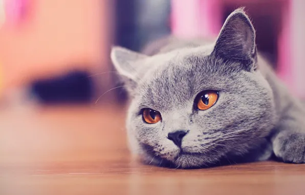 Кошка, Кот, Котик