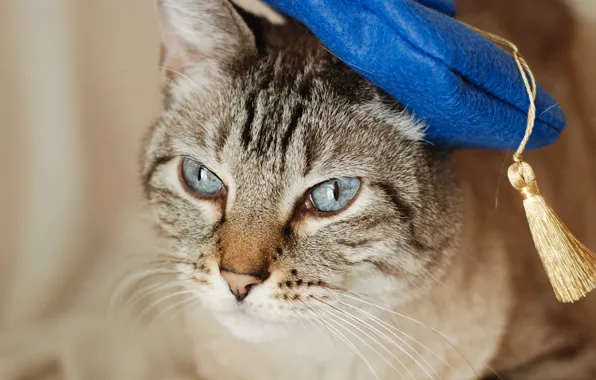 Картинка кошка, кот, портрет, берет, шапочка