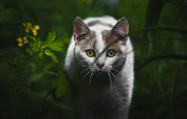 Картинка кошка, белый, лето, трава, кот, взгляд, темный фон, портрет
