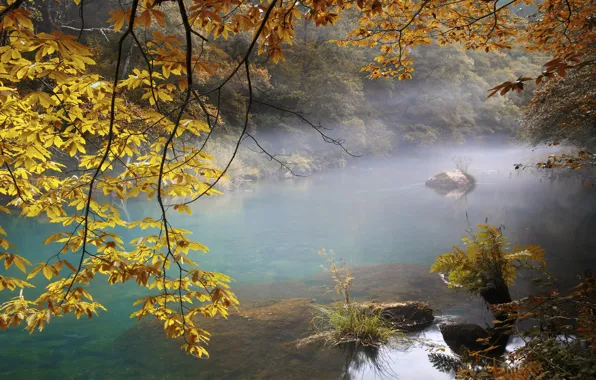 Картинка осень, лес, листья, деревья, ветки, туман, речка