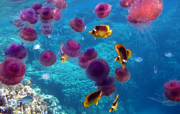 Картинка море, рыбы, океан, кораллы, медузы, подводный мир