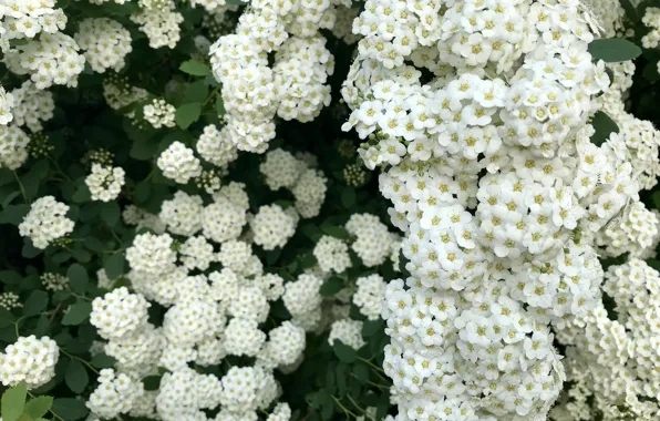 Листья, цветы, ветки, красота, весна, белые, цветение, кустарник