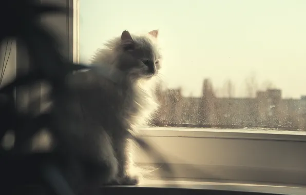 Кошка, глаза, взгляд, голубой, окно