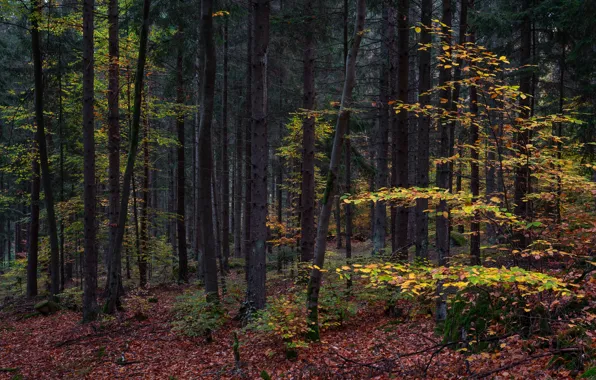 Картинка осень, лес, листья, деревья, кусты