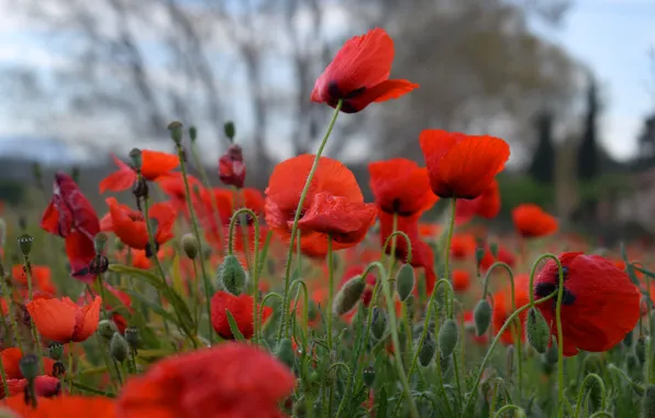 Картинка поле, капли, деревья, цветы, красный, поляна, мак, маки