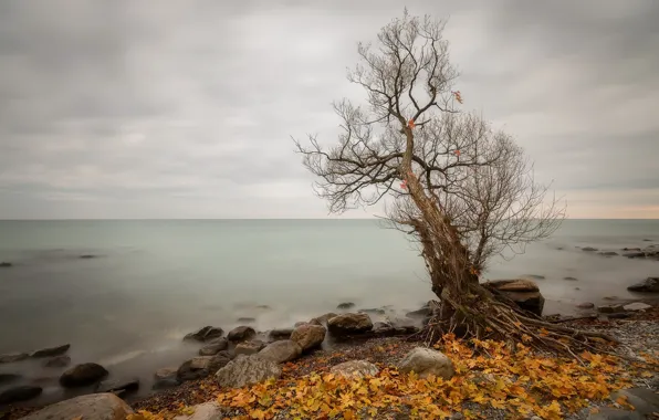 Картинка море, осень, деревья, берег