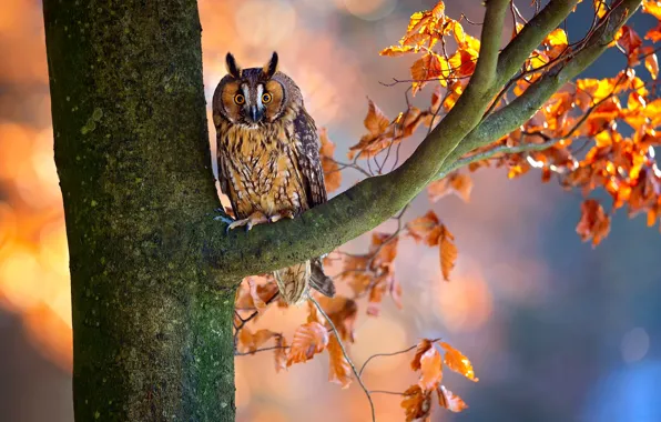 Картинка осень, ветки, дерево, сова, птица, листва
