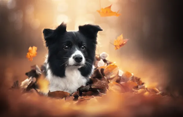 Картинка осень, взгляд, морда, листья, собака