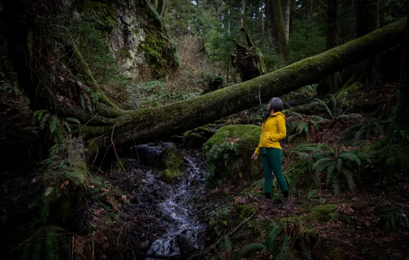Wood, Green, River, Trees, Plants, Tree Trunk, Alexandra Tran
