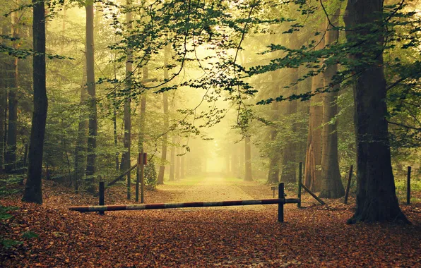 Картинка дорога, осень, лес, листья, деревья, туман, забор, ворота