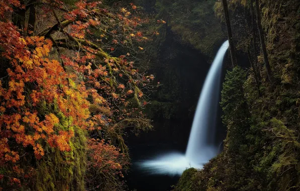 Картинка осень, лес, листья, вода, природа, водопад
