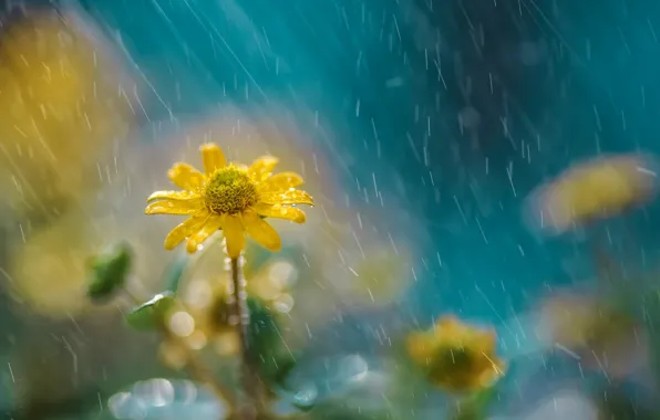 Цветок, природа, дождь