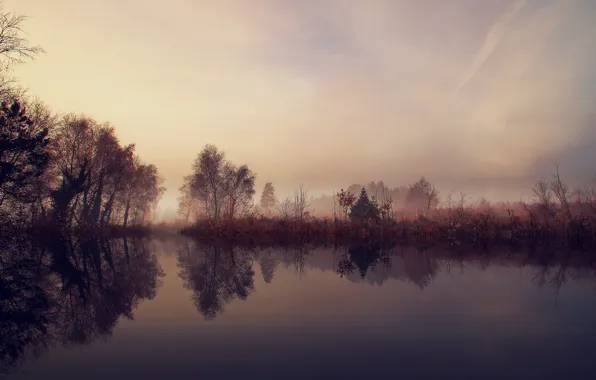 Картинка деревья, туман, озеро, утро, кустарник