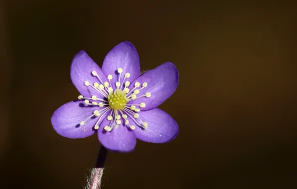 Цветок, весна, Hepatica nobilis