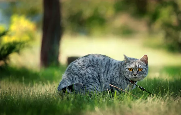 Кошка, кот, природа, ошейник, зеленый фон, выгул