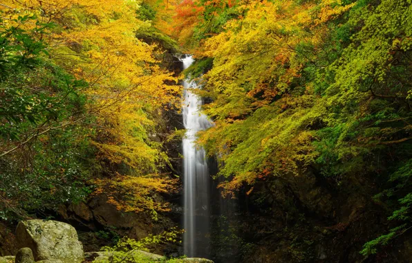 Картинка осень, лес, листья, деревья, скала, камни, водопад, желтые