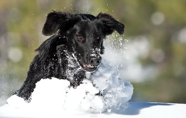 Картинка зима, снег, собака, бег