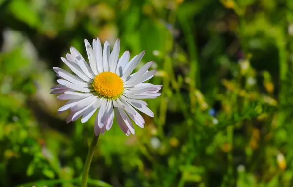 Flower, spring, daisy