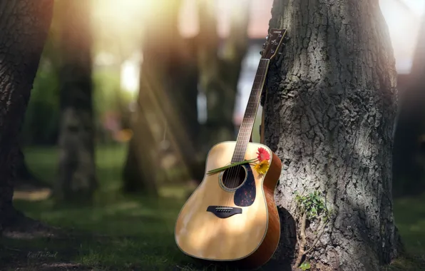 Цветы, дерево, гитара