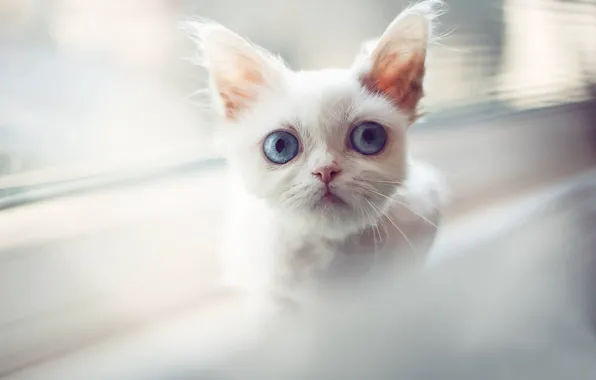 Белый, взгляд, мордочка, котёнок, голубые глаза, котейка