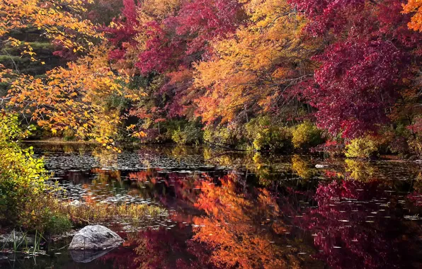 Картинка осень, лес, деревья, озеро, камень