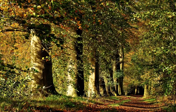 Лес, листья, лучи, деревья, природа, Осень, дорожка, forest