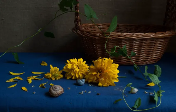 Цветы, стол, желтые, лепестки, ракушки, натюрморт, корзинка, синий фон