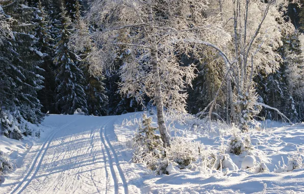Картинка зима, иней, дорога, снег, деревья