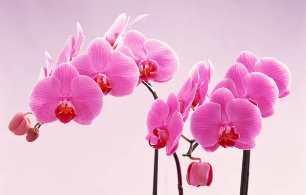 Цветы, розовый, нежность, лепестки, орхидея