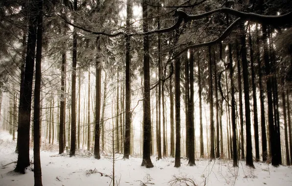 Картинка зима, лес, снег, деревья, природа, фото